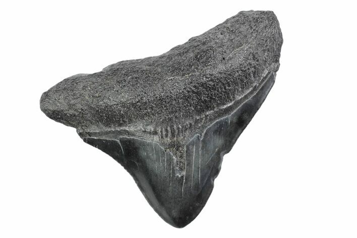 Posterior Juvenile Megalodon Tooth - South Carolina #370444